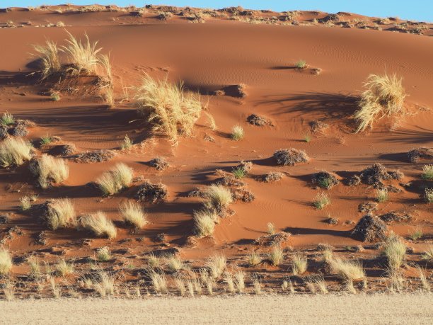 沙丘中的灌木图片下载