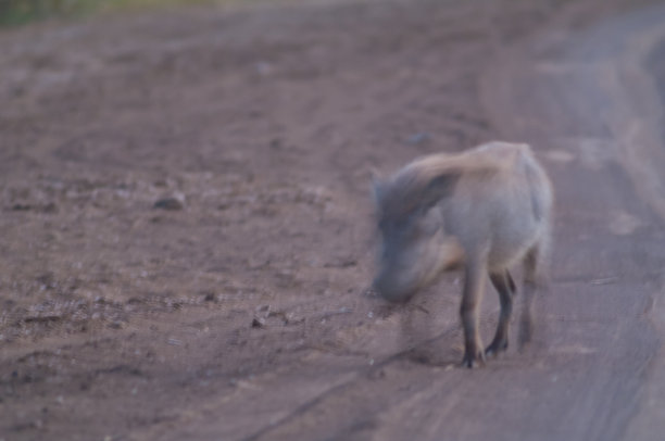 诺兰疣猪散步。图片下载