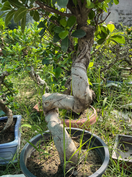 花园中心苗圃内摆放树干呈s形的无花果盆景塑料盆的近景图片，展示一盆景苗圃出售的盆栽树木。这是近景图片图片下载
