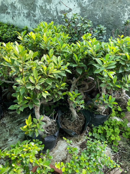 花园中心苗圃室内盆景展示特写图片，展示大根无花果树盆栽，重点放在前景图片下载