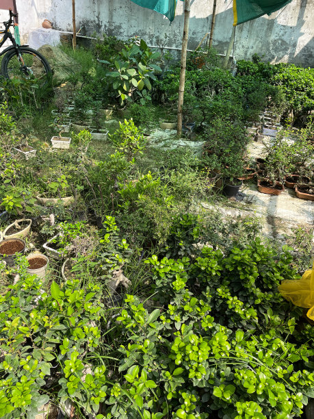 花园中心苗圃室内盆景展示图片，展示树根大、树干呈s形弯曲的无花果树盆栽图片下载