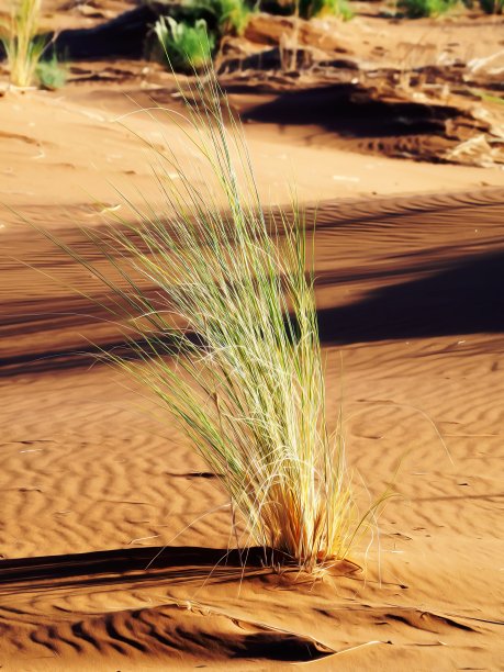 草长在沙滩上图片下载