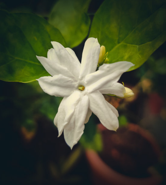 茉莉花的特写照片图片下载