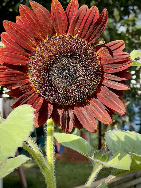 基安蒂红葡萄酒布朗向日葵图片下载