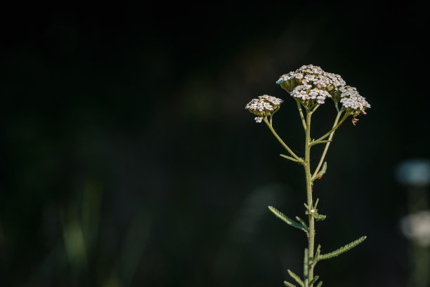 米叶花在草地的微距照片。中草药，千叶蓍草，蓍草或鼻血植物白色野花黑色背景。图片下载