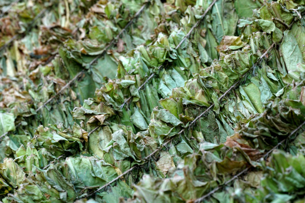 烟叶在棚里晾干。图片下载