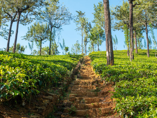 湛蓝的天空映衬着明亮的绿色茶园。沿着砖砌楼梯你可以爬到山顶。努瓦拉·埃利亚，斯里兰卡图片下载