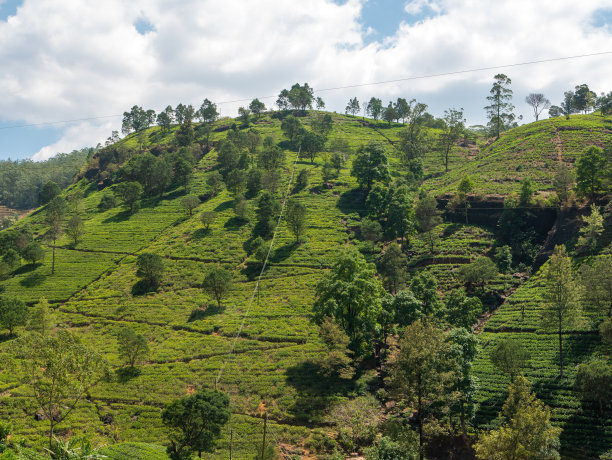 Nuwara Eliya生机勃勃的绿茶种植园。努瓦拉·埃利亚，斯里兰卡图片下载