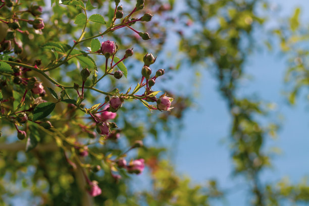 一种粉红色攀缘玫瑰的花蕾在夏天开放。花的背景图片下载
