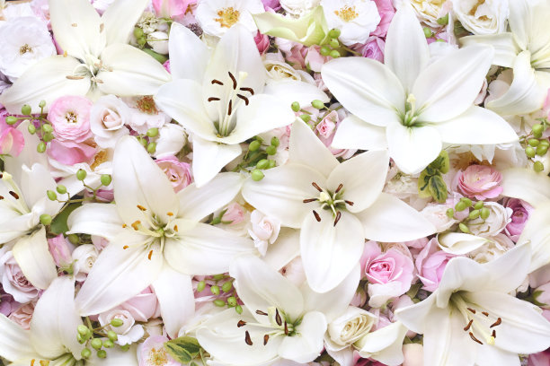 娇嫩盛开的节日白百合(百合花)，朵朵鲜艳的花背景，婚礼花束花卡图片下载