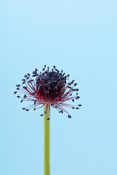银莲花。白色背景上隔离。图片下载