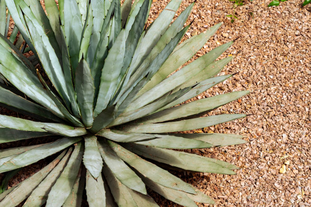 仙人掌的头顶特写图片下载