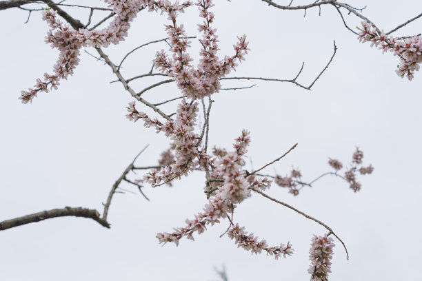 在马德里，MD，西班牙的杏仁花的微距照片图片下载