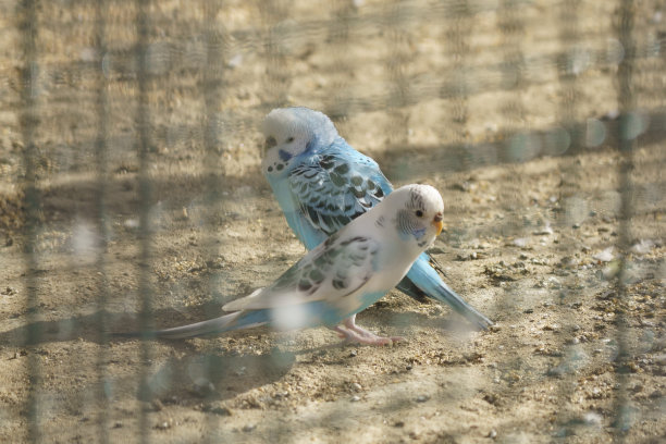 公园里笼子里的阿加波尼斯图片下载