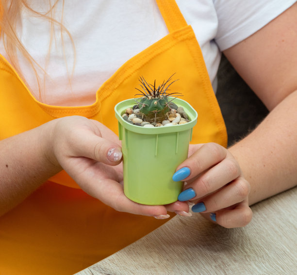 女手里捧着一盆木萼仙人掌。特写镜头。有选择性的重点。图片为文章的爱好，植物。图片下载