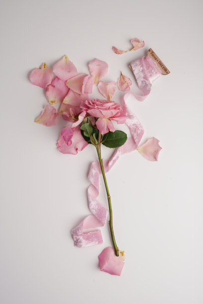 一朵粉红色的玫瑰躺在白色的背景下，旁边是一条粉红色的丝绒丝带图片下载