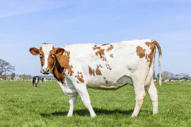 奶牛场的奶牛侧面看，一头全身红白相间的奶牛，站在一片绿色的田野和蓝色的天空中图片下载