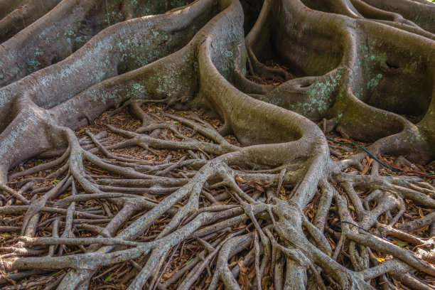 悦榕庄的根图片下载