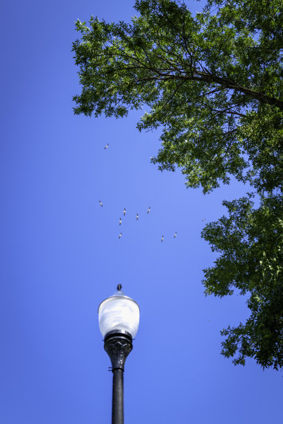 在蓝天背景下成群的鹈鹕在空中飞翔。动物野生动物的照片大石岛国家自然保护区在南达科他州和明尼苏达州，美国。图片下载