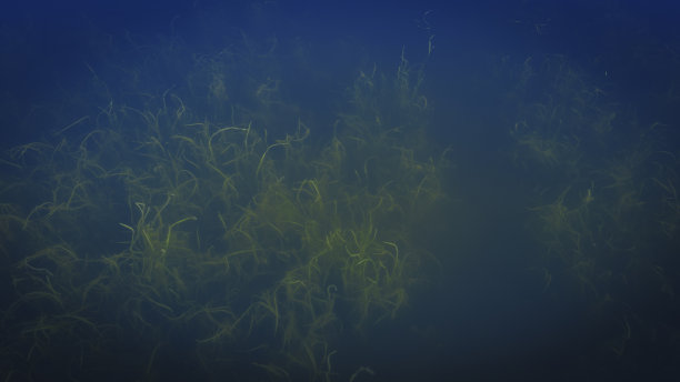 自然的抽象几何。在美国明尼苏达州奥尔顿维尔的大石湖，水生植物在水下生长。气候变化和污染导致水生杂草过度生长。图片下载