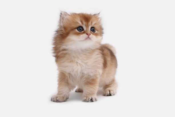 英国长毛小猫，白色背景，绿叶。金色的钦奇利亚汉兰达。可爱的毛茸茸的小猫。宠物在舒适的家里。俯视图网页横幅。有趣可爱的宠物猫。明信片的概念图片下载