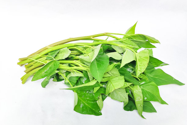 白底菠菜或牵牛花浇水图片下载