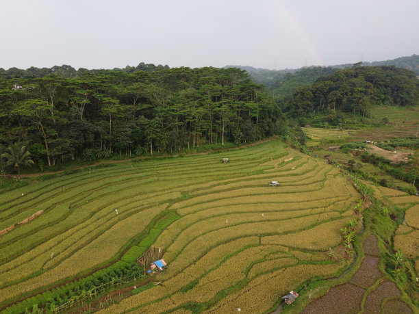 美丽的绿色和肥沃的稻田，稻谷即将收获图片下载