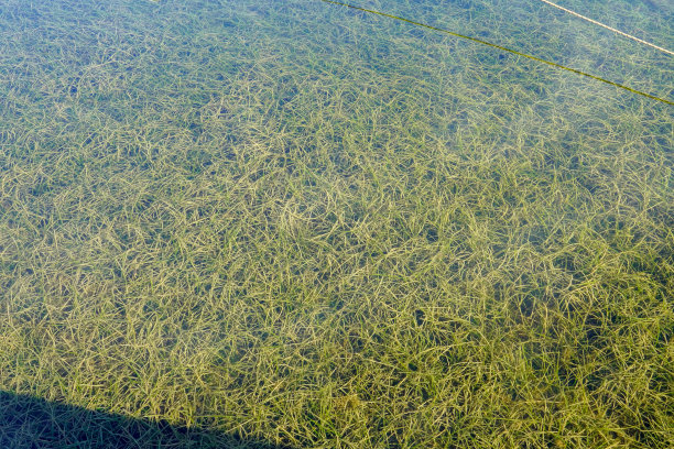 海绿色海藻背景。石头与明亮的海藻特写。海草的天然丝绒质感。图片下载