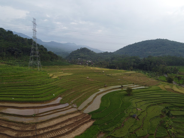 美丽的绿色和肥沃的稻田，稻谷即将收获图片下载