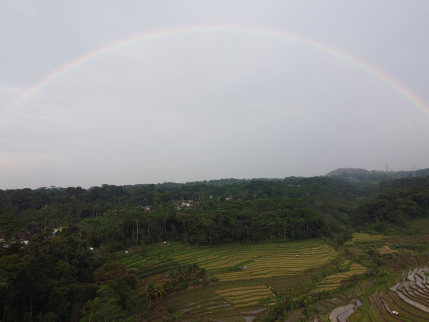 美丽的绿色和肥沃的稻田，稻谷即将收获图片下载