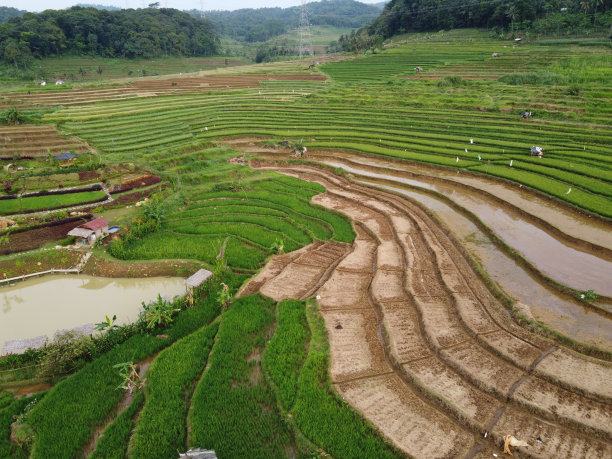 美丽的绿色和肥沃的稻田，稻谷即将收获图片下载