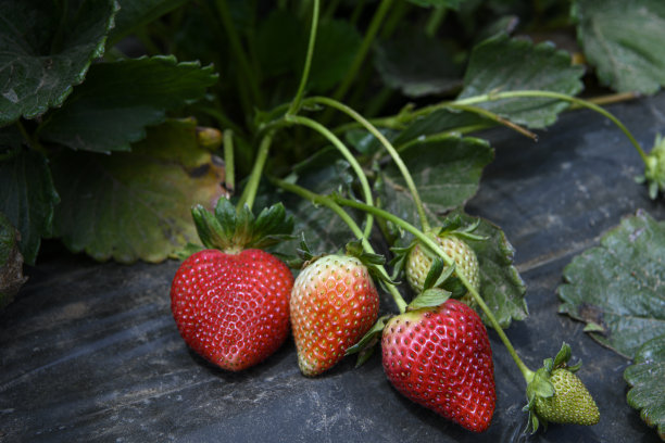 藤蔓上成熟的草莓特写图片下载