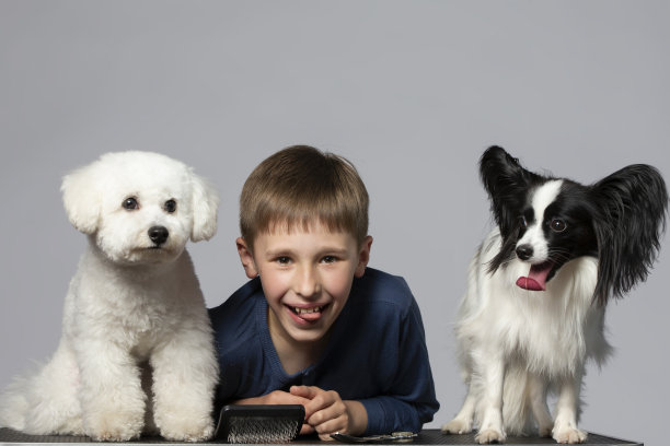 小男孩和有趣的家养狗。孩子与蝶耳犬和比雄犬。宠物与主人。图片下载