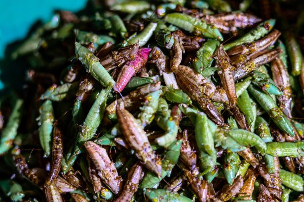 优质水洗乌干达Nsenene蚱蜢，绿色、棕色和粉红色，美味的非洲美食美味图片下载