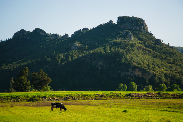 奶牛在绿草地上吃草的全景，背景是树。图片下载