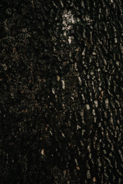 浮雕纹理背景的棕色树皮图片下载