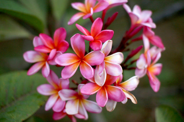 plumeria花图片下载