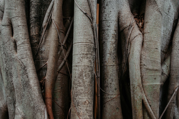 有纹理的照片一棵大树的大根图片下载