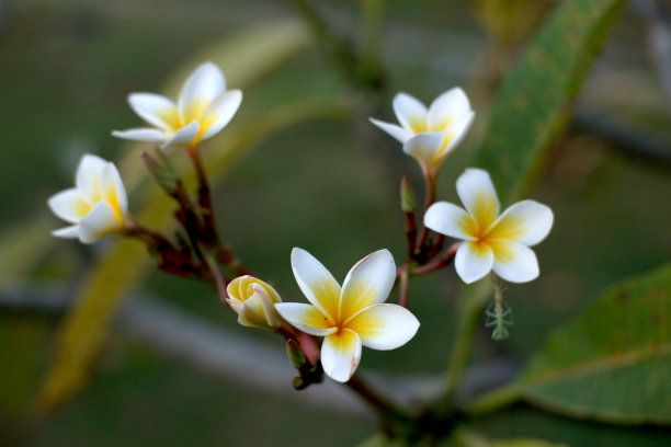 plumeria花图片下载