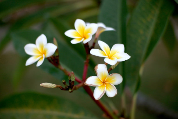 plumeria花图片下载