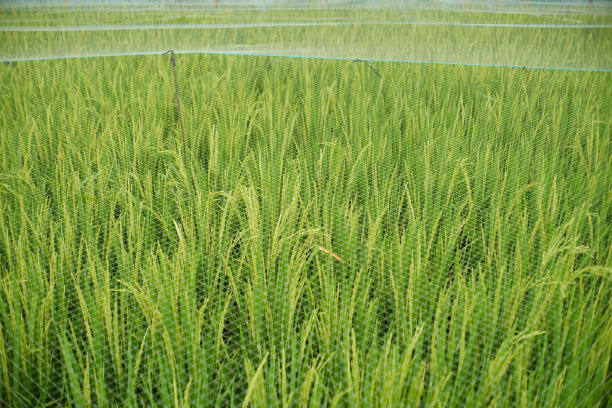 准备收割的水稻作物都有网保护图片下载