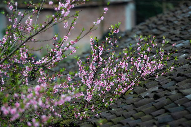 越南河江的桃花图片下载