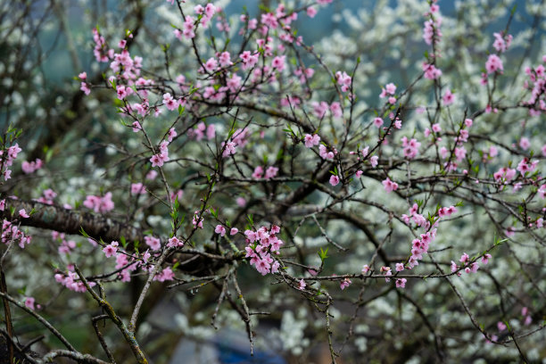 越南河江的桃花图片下载