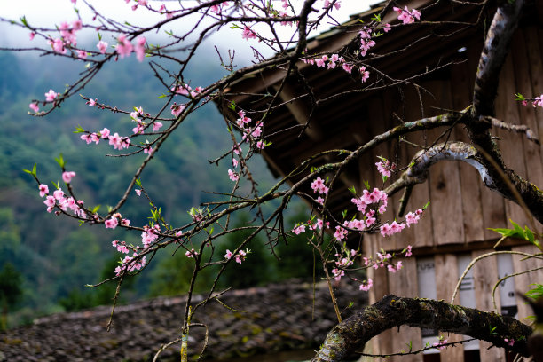 越南河江的桃花图片下载