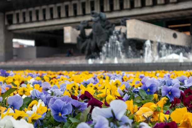 哈尔科夫市喷泉旁盛开的三色紫罗兰图片下载
