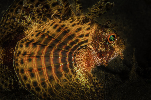 深海中危险的毛茸茸的矮狮子鱼图片下载