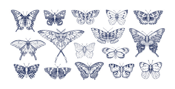 蝴蝶在复古风格设置概述图片下载