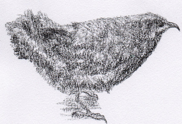 日本蓝岩画眉的插图图片下载