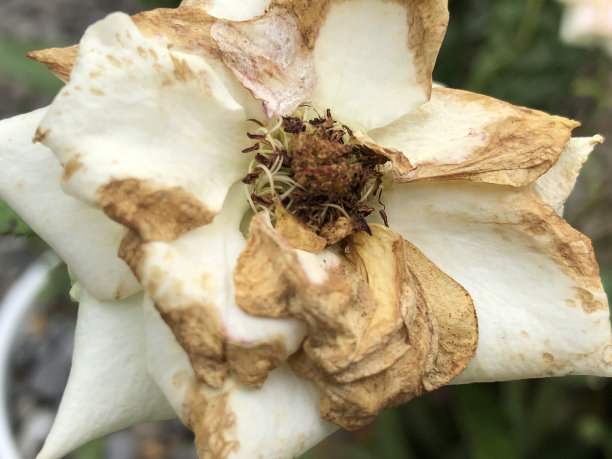 枯萎的花的照片图片下载