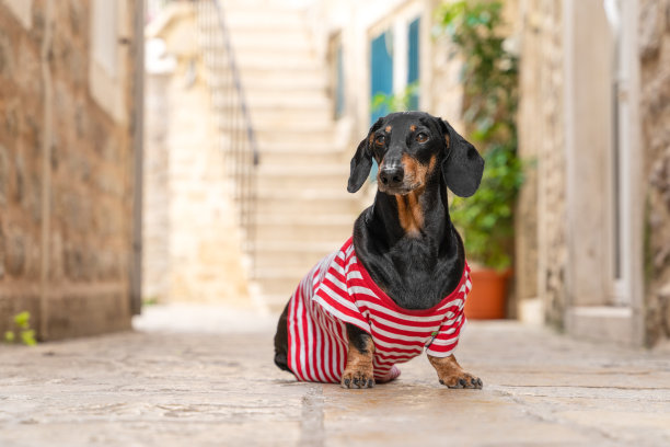 一只可爱的腊肠狗穿着条纹t恤，坐在一个美丽的欧洲小镇狭窄小巷的鹅卵石上，正面的景色，模糊的背景。积极的宠物旅游是观光。图片下载